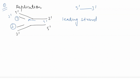 6-in-the-replication-fork-shown-below_-the-newly-synthesized-strands-are-labeled-as-strand-1-and-strand-2-_-answer-the-following-questions-about-those-strands-replication-fork-movement-_-5-a-18723