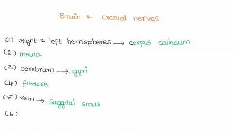 ysidiogy-lad-manua-date-section-lab-report-24-rain-and-cranial-nerves-identify-write-the-names-of-the-structures-described-as-follows-mss-of-white-fibers-connecting-the-left-and-right-cerebr-39131