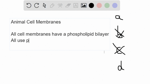 which-molecule-is-found-in-animal-cell-membranes-only-cholesterol-phospholipids-proteins-carbohydrates-13856