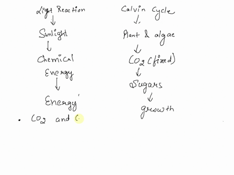which-of-the-following-molecules-are-products-of-the-light-reactions-of-photosynthesis-that-are-utilized-in-the-calvin-cycle-coz-and-ucose-atp-and-nadph-hzo-and-02-adp-pi-and-nadp-subrnit-be-85437