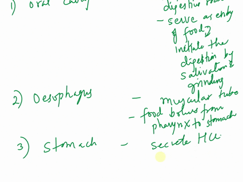 describe-the-function-of-the-digestive-organs-oral-cavity-esophagus-stomach-small-intestine-large-intestine-liver-pancreas-gallbladder-37087