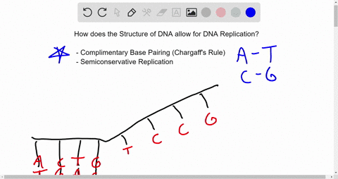 explain-how-the-double-helical-structure-of-dna-suggests-a-mechanism-for-dna-replication-35685