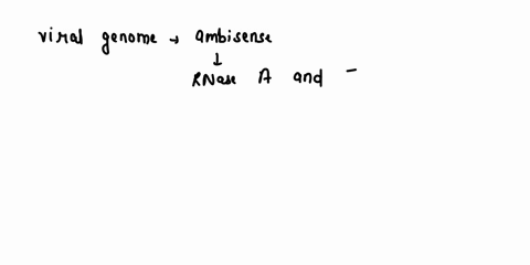 6-several-viruses-have-genomes-that-are-considered-ambisense-for-example-bunya-viruses-are-ambisense-ambisense-viruses-have-rna-genomes-that-contain-both-and-polarity-you-have-discovered-new-12319