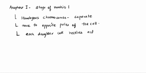 during-which-phase-of-meiosis-do-homologous-chromosomes-separate-a-prophase-i-b-telophase-i-c-anapha-89766