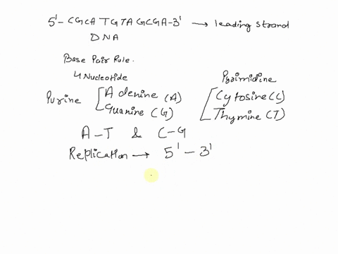the-leading-strand-of-a-dna-molecule-has-the-following-sequence-5-cgcatgtagcga-3-which-of-the-following-sequences-is-complementary-to-the-leading-strand-shown-above-1-the-leading-strand-of-a-35224