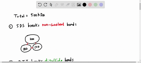 a-protein-has-a-molecular-mass-of-500kda-when-measured-by-size-exclusion-chromatography-when-subjected-to-gel-electrophoresis-in-the-presence-of-sds-the-protein-gives-three-bands-with-molecu-77523