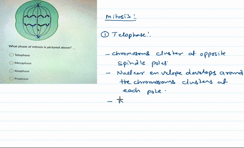 what-phase-of-mitosis-is-pictured-above-telophase-metaphase-anaphase-prophase-64976