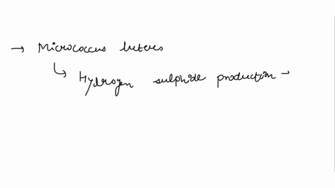 is-micrococcus-luteus-positive-or-negative-for-hydrogen-sulfide-production-indole-and-mrvp-tests-96896