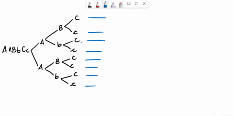 ib-list-the-genotypes-of-the-gametes-produced-by-an-individual-with-the-following-genotype-parent-genotype-aa-bb-cc-01824