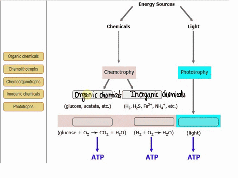 energy-sources-chemicals-light-organic-chemicals-chemolithotrophs-chemotrophy-phototrophy-chemoorganotrophs-inorganic-chemicals-phototrophs-glucose_-acetate_-etc-hz-hzs-fe2-nh-etc-glucose-oz-96275