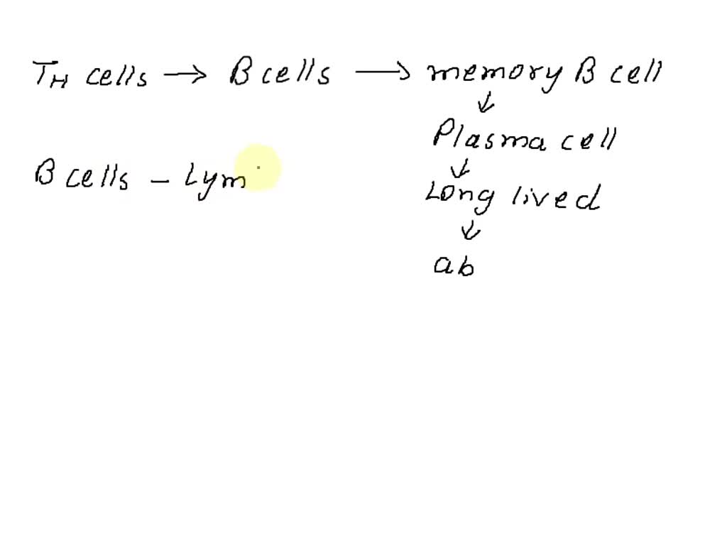 SOLVED: True or False The activation of a B cell by a T helper cell ...