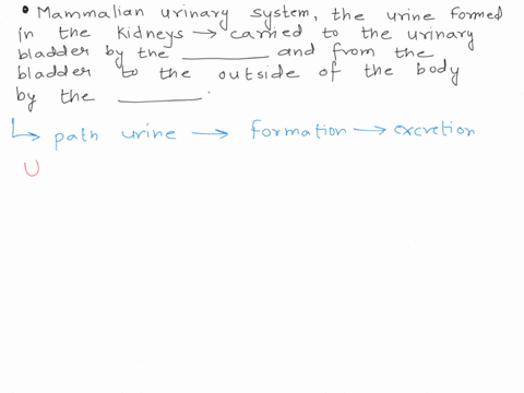 in-the-mammalian-urinary-system-the-urine-formed-in-the-kidneys-is-carried-to-the-urinary-bladder-2-58826