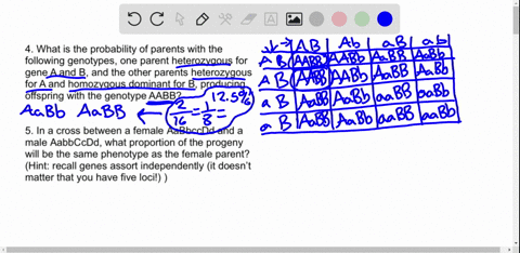 4-what-is-the-probability-of-parents-with-the-following-genotypes-one-parent-heterozygous-for-gene-a-and-b-and-the-other-parents-heterozygous-for-a-and-homozygous-dominant-for-b-producing-of-51402