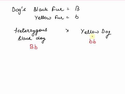 in-dogs-black-fur-b-is-dominant-over-yellow-fur-b-a-heterozygous-black-dog-is-mated-with-a-yellow-dogdo-a-punnett-square-to-show-the-cross-and-predict-the-offspring-phenotypes-and-genotypes-78442