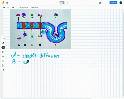 1which-of-the-forms-of-cell-transport-represent-facilitated-diffusion-select-all-that-apply2which-of-the-forms-of-cell-transport-represent-facilitated-diffusion-select-all-that-apply3which-o-60068