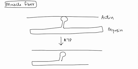 what-events-occur-during-the-relaxation-of-the-musclefiber-what-is-the-role-of-atp-71813