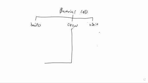 move-the-terms-into-the-correct-empty-boxes-to-complete-this-concept-map-describing-the-relationship-between-bacterial-cell-shape-and-arrangement-streptobacillus-sarcina-streptococcus-diploc-70547