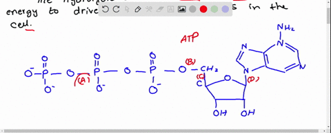 the-hydrolysis-of-which-bond-in-atp-yields-energy-to-drive-biochemical-reactions-in-the-cell-ab-bd-ca-dc