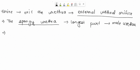 complete-the-sentences-describing-the-male-urethra-then-arrange-the-sentences-in-order-following-the-flow-of-urine-through-the-urethra-nplete-the-sentences-describing-the-male-urethra-then-a-11652