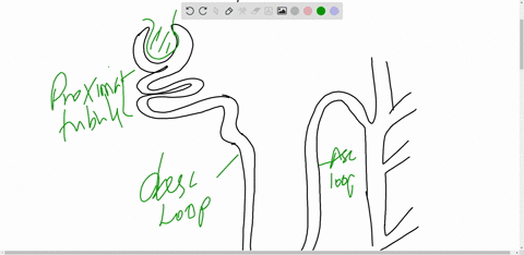 in-what-part-of-the-kidney-is-water-always-removed-from-the-filtrate-the-ascending-loop-of-henle-the-collecting-duct-the-descending-loop-of-henle-the-proximal-tubule-86803