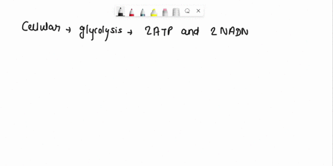name-the-three-stages-of-cellular-respiration-where-in-the-eukaryotic-cell-each-stage-occurs-and-the-products-that-result-2-explain-the-role-of-the-electron-transport-chain-in-cellular-respi-34521