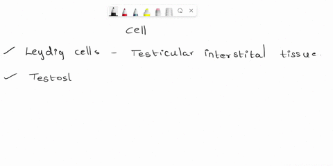 which-cells-produce-testosterone-in-males-a-interstitial-b-penile-c-pituitary-d-sertoli-e-spermatogonia-49138