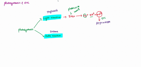 nhich-product-of-the-light-reactions-is-used-by-the-mitochondrial-electron-transport-chain-nadpt-oxygen-atp-glucose-91248