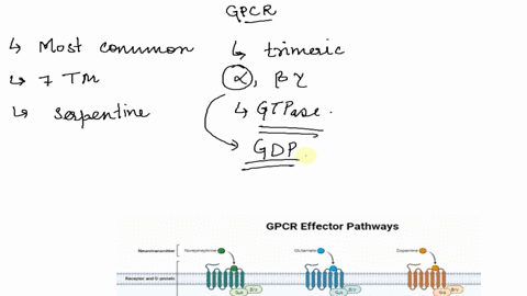 when-a-g-protein-linked-receptor-is-activated-the-first-thing-that-happens-is-that-_-select-binds-to-the-receptor-before-this-binding-lhappens-a-g-protein-withi-iseleci-boundito-it-is-replac-61678