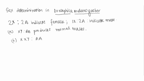 in-drosophila-sex-is-determined-by-the-ratio-of-the-number-of-x-chromosomes-to-the-number-of-sets-of-autosomes-female-ratio-is-1-or-greater-males-have-a-ratio-of-05-or-less-identify-sex-of-f-15713