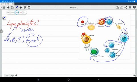 explain-in-detail-what-would-happen-if-the-body-lost-the-ability-to-make-memory-lymphocytes-90925