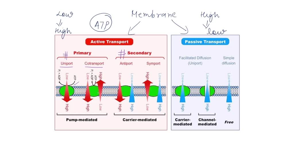 solved-the-cellular-plasma-membrane-is-selectively-permeable-which