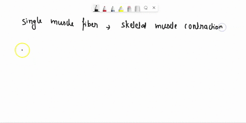 5b-explain-the-difference-between-a-single-muscle-fiber-contraction-and-a-skeletal-muscle-contraction-whole-muscle-how-does-the-length-of-the-sarcomere-affect-the-contraction-25912