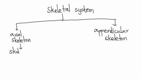 in-which-part-of-the-skeletal-system-most-bones-are-movable-29514