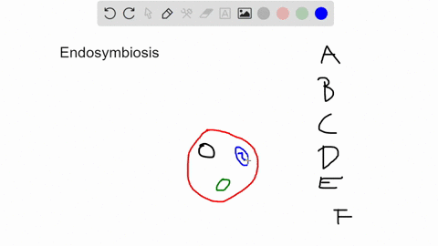 eukaryotic-cells-are-thought-to-be-derived-from-prokaryotic-cells-that-underwent-phagocytosis-without-digestion-of-the-phagocytized-cell-___-evolved-from-aerobic-bacteria-and-___-evolved-fro-60202