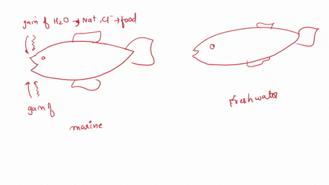 briefly-describe-respiration-fishes-what-adaptive-mechanism-increases-efficiency-diagram-may-help-what-meani-countercuntent-hlow-applles-fish-g-ils-compare-the-osmotic-problem-ano-mecnanism-37585