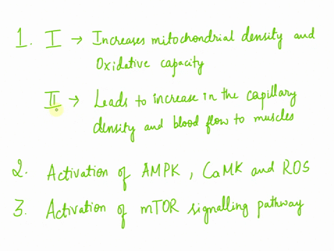 4-how-do-aerobic-training-adaptations-lead-to-faster-transition-from-rest-to-steady-state-less-oxygen-deficit-as-well-as-less-production-of-lactate-during-aerobic-exercise-there-are-increase-68392