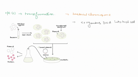 naked-fragment-ol-dna-might-be-taken-up-through-the-process-select-one-a-translocalion-b-transduction-transiormation-d-conjugation-87052