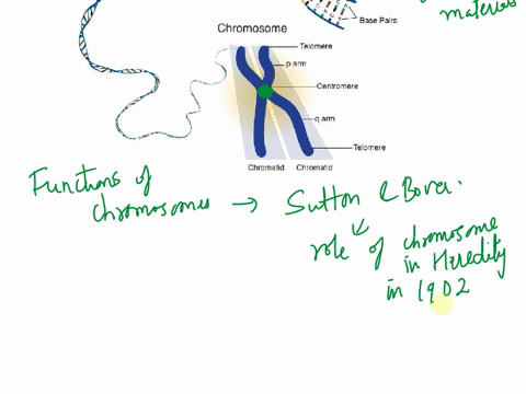 the-function-of-a-chromosome-is-to-64254