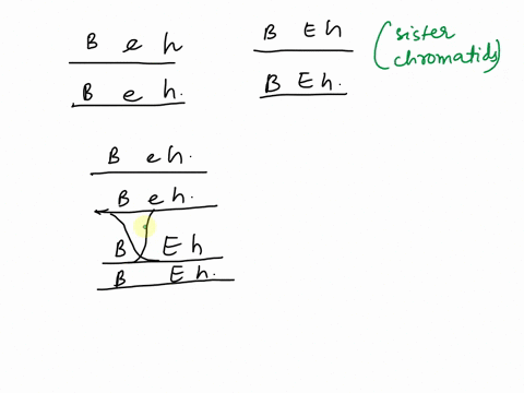 cross-was-performed-between-two-haploid-strains-of-yeast-one-with-the-genotype-b-h-and-the-other-of-genotype-b-e-h-the-b-eand-h-loci-are-all-tightly-linked-with-the-e-locus-placed-between-th-47083