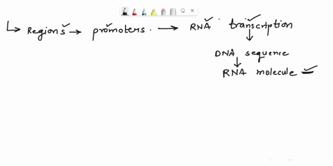 why-are-region-called-promoters-essential-to-rna-transcription-13948