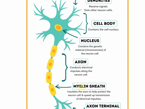 5. List the 2 cell types found in the nervous system: 6....