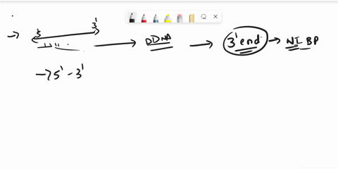 33-which-of-the-following-is-the-best-reason-why-a-new-dna-strand-only-elongates-in-the-5-to-3-direction-o-dna-polymerase-begins-adding-nucleotides-at-the-5-end-o-replication-must-progress-t-70128