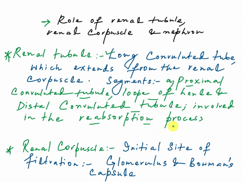 what-is-the-role-of-the-renal-corpuscle-the-renal-tubules-what-is-the-role-of-podocyte-infiltration-how-does-it-perform-this-function-what-is-the-role-of-the-nephron-loop-of-henle-chart-the-15387