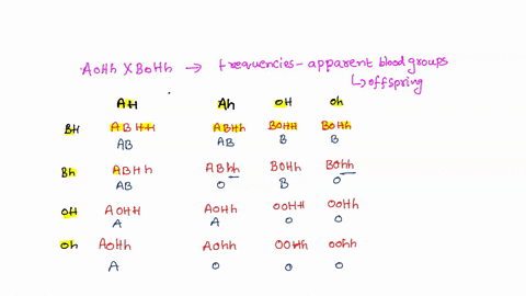 the-abo-blood-group-is-one-set-of-antigens-there-is-a-separate-locush-that-controls-the-production-of-these-antigens-individuals-who-are-homozygous-hh-cannot-produce-antigens-of-the-abo-type-11666