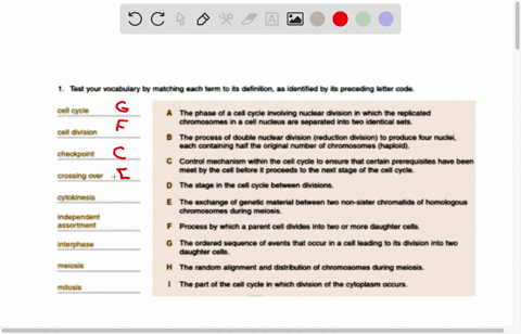 test-your-vocabulary-by-malching-each-term-its-detinition-idenulied-by-its-preceding-letter-code-cell-cycio-tne-phase-ot-cell-cycle-involving-nuclea-dvtsion-which-the-replicated-chromosomes-82725