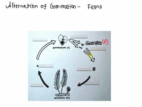 haploid-dominant-lile-cycle_-mushrooms-almost-other-fungi-baplia-multicellular-organisms-fungi-produce-haploid-spores-which-are-wind-dispersed-upon-landing-tavorable-environment-the-spores-g-95064