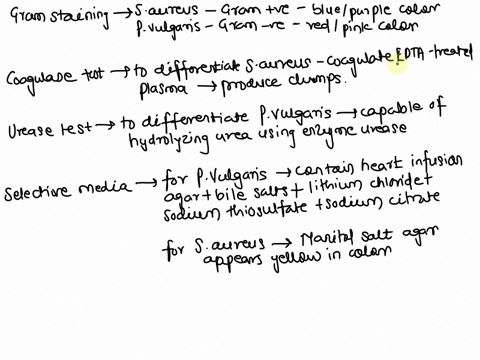 the-assigned-bacteria-is-gram-positive-staphylococcus-aureus-and-the-gram-negative-is-proteus-vulgaristhe-assignment-is-to-use-the-reverse-engineering-process-to-differentiate-and-identify-y-04126