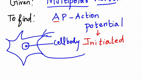 the-anatomical-region-of-a-multipolar-neuron-where-the-ap-is-initiated-is-the-a-soma-b-dendrites-c-a-05746