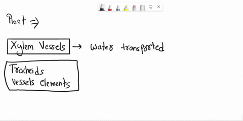 water-transport-in-vascular-plants-occurs-within-the-plants-ground-tissues-as-well-as-within-the-xylem-in-which-structure-would-you-expect-water-to-be-transported-primarily-in-the-xylem-and-54826