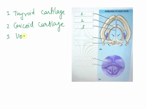 correctly-label-the-anatomical-features-of-the-vocal-chords-13-epiglottis-adduction-of-vocal-cords-vestibular-fold-arytenoid-cartilage-cricoid-cartilage-vocal-cord-thyroid-cartilage-comicula-22104